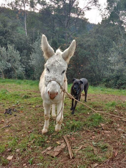 Cottage Eco-Friendly Barcelona Country Side La Garriga Buitenkant foto