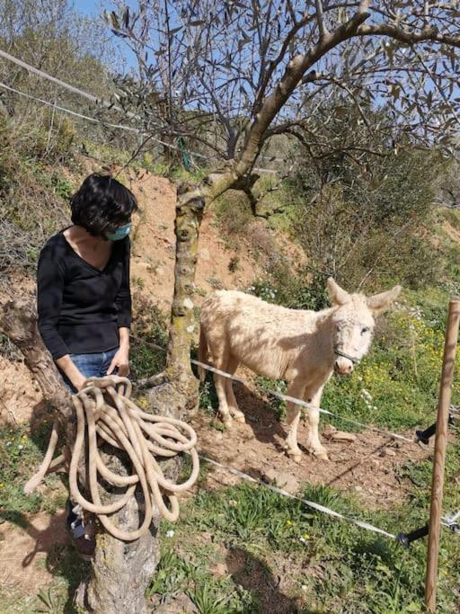 Cottage Eco-Friendly Barcelona Country Side La Garriga Buitenkant foto